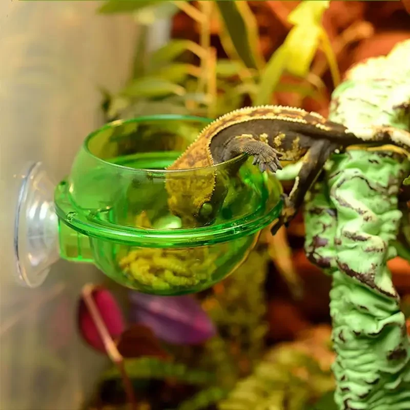 Reptile Feeding Bowl Clear Anti-Escape Pet Bowl Insect Worm Food Container Lizard Gecko Chameleon 1005009372002134