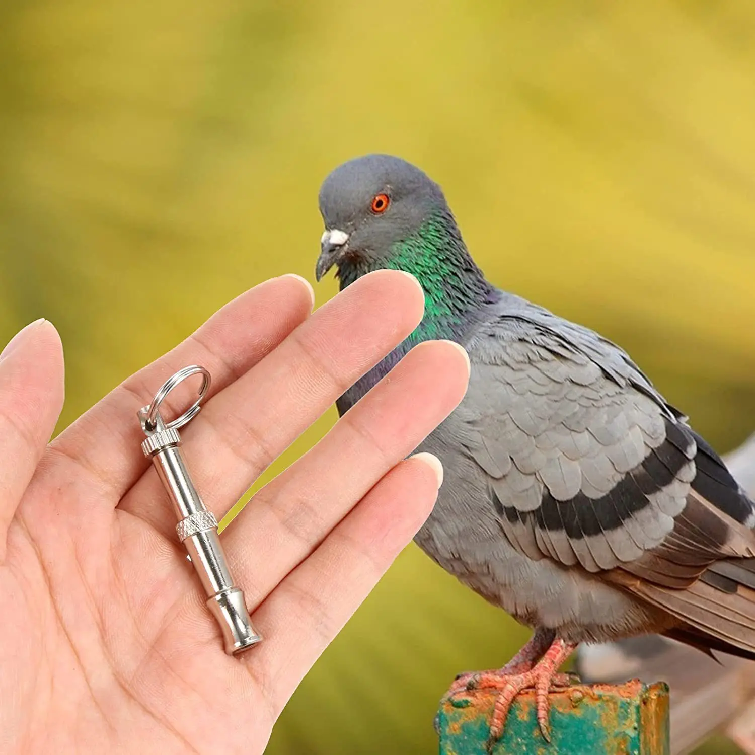 Pet Training Supplies Ultrasonic Dog Whistle Adjustable Frequency Portable Dog/Pigeon Training 1005009579184602