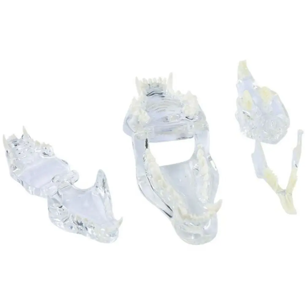 Transparent Dental Animal Resin Teeth Educational Dog Cat Rabbit Dog Tooth Model Removable Clear 1005009856524586