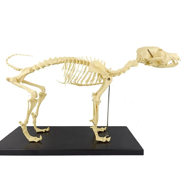 Orthopedic Pet Equipment Dog Skeleton Structure Model Model Anatomical Skeleton Joints 1005010230930522