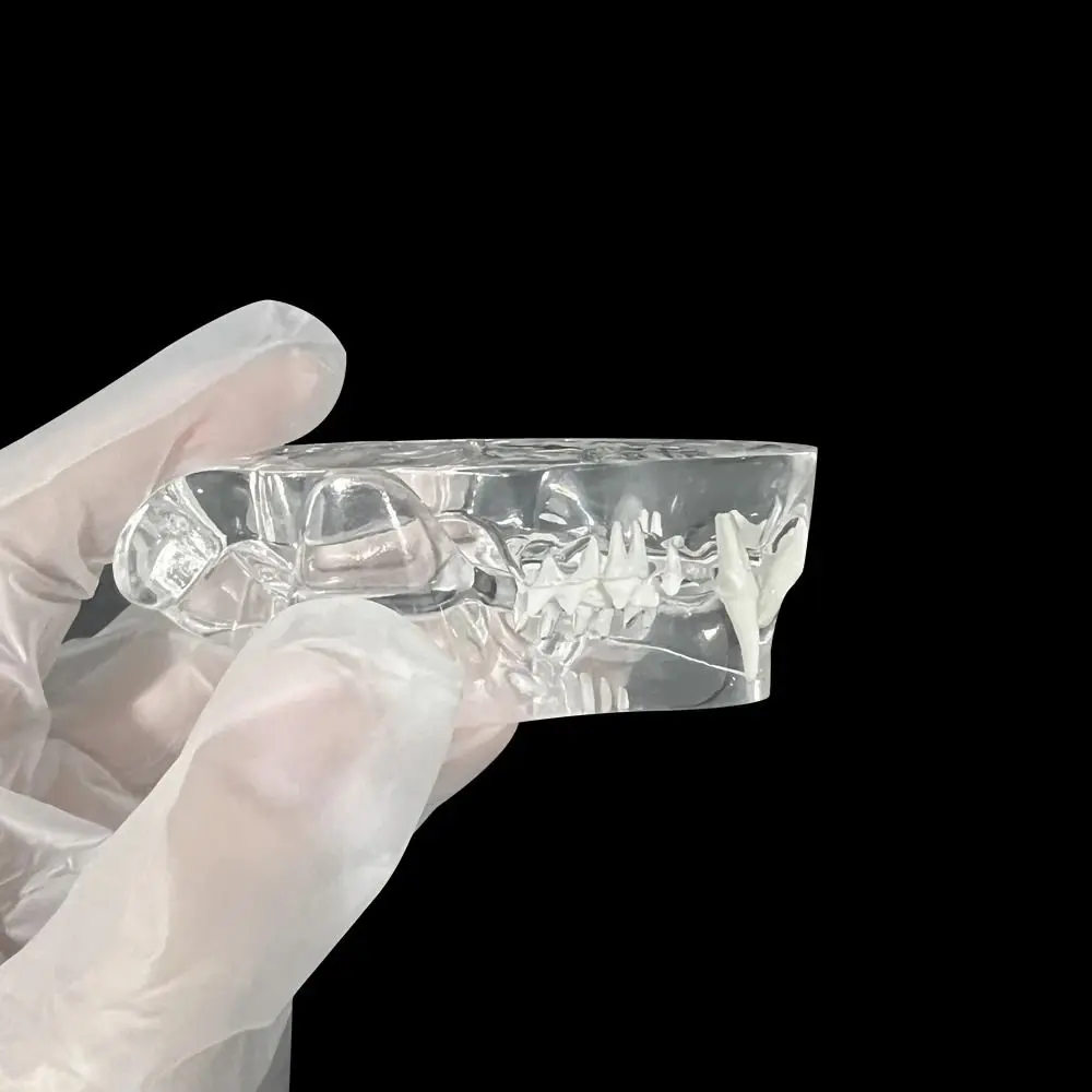 Transparent Dental Animal Resin Teeth Dog Cat Rabbit Removable Tooth Model Simulation Educational 1005010470925949
