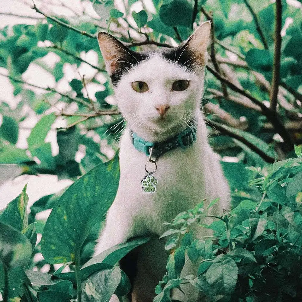Cat Dog Paw Print Tags Personalized Anti-Lost Pet Glitter Pendant Exquisite with Hook Collar Tag 1005010808431550