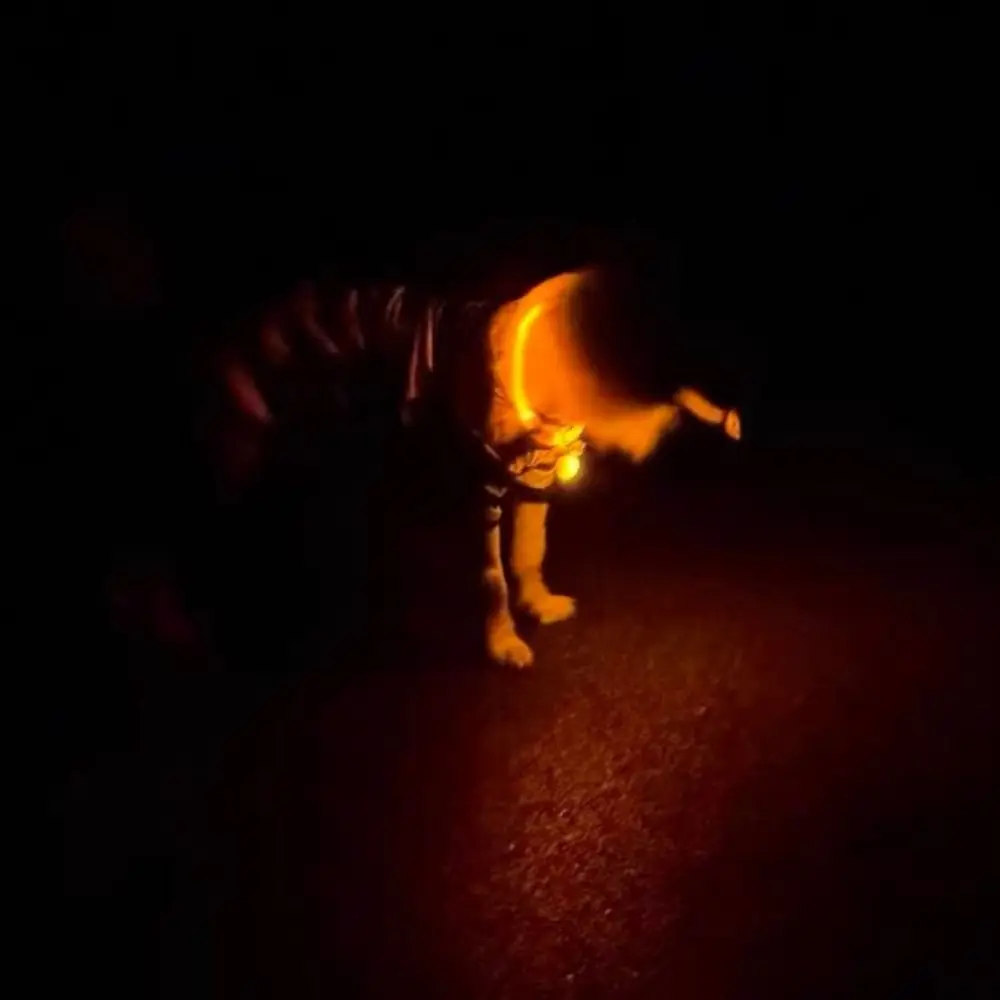 Adjustable Size LED Dog Collar Multi-Color Light Detachable Pendant Luminous Fiber Optic 1005011661394728