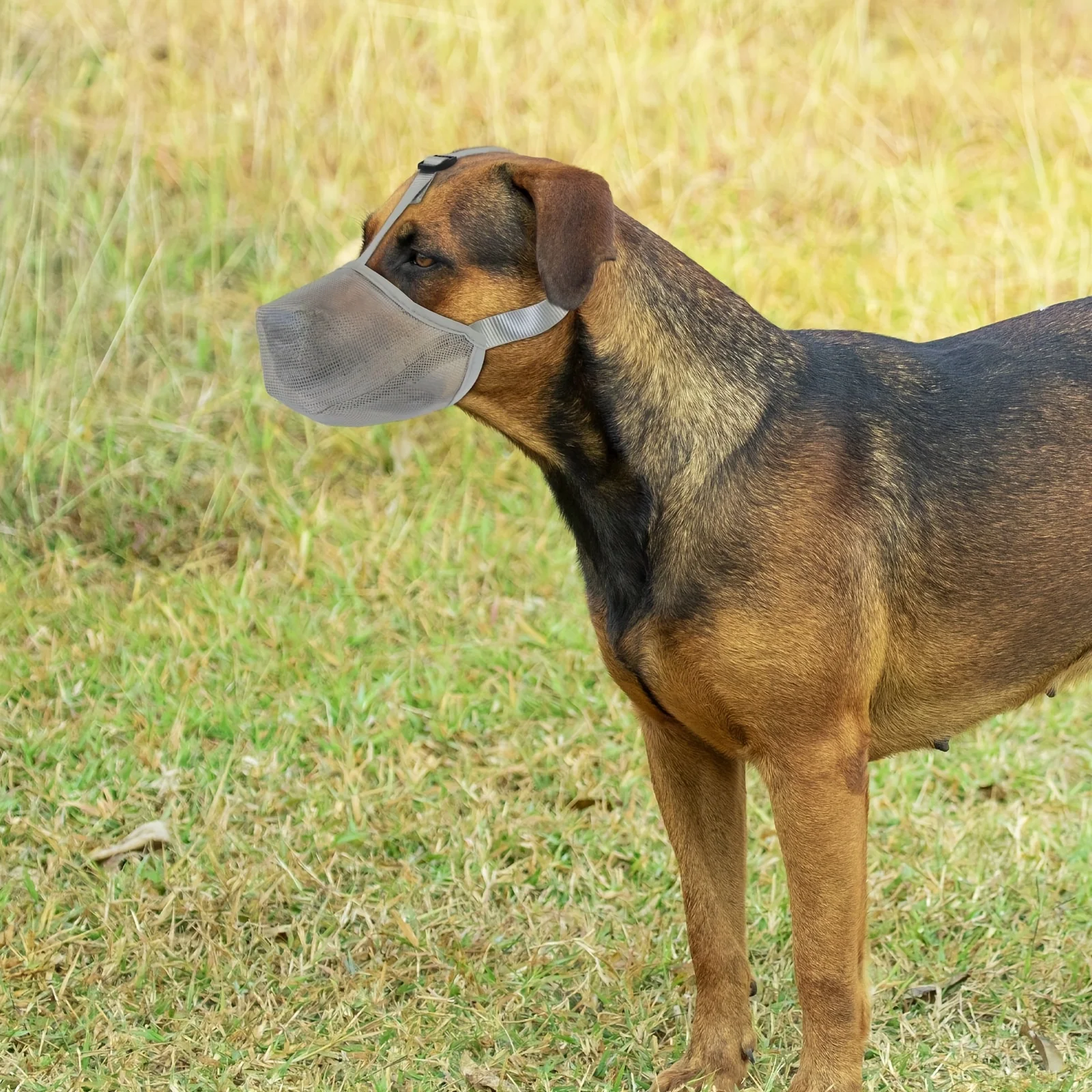 Dog Muzzle Dog Mask Taking Walking the Dog Bite Prevention Explosion-Proof Protection Breathable 1005011801926183