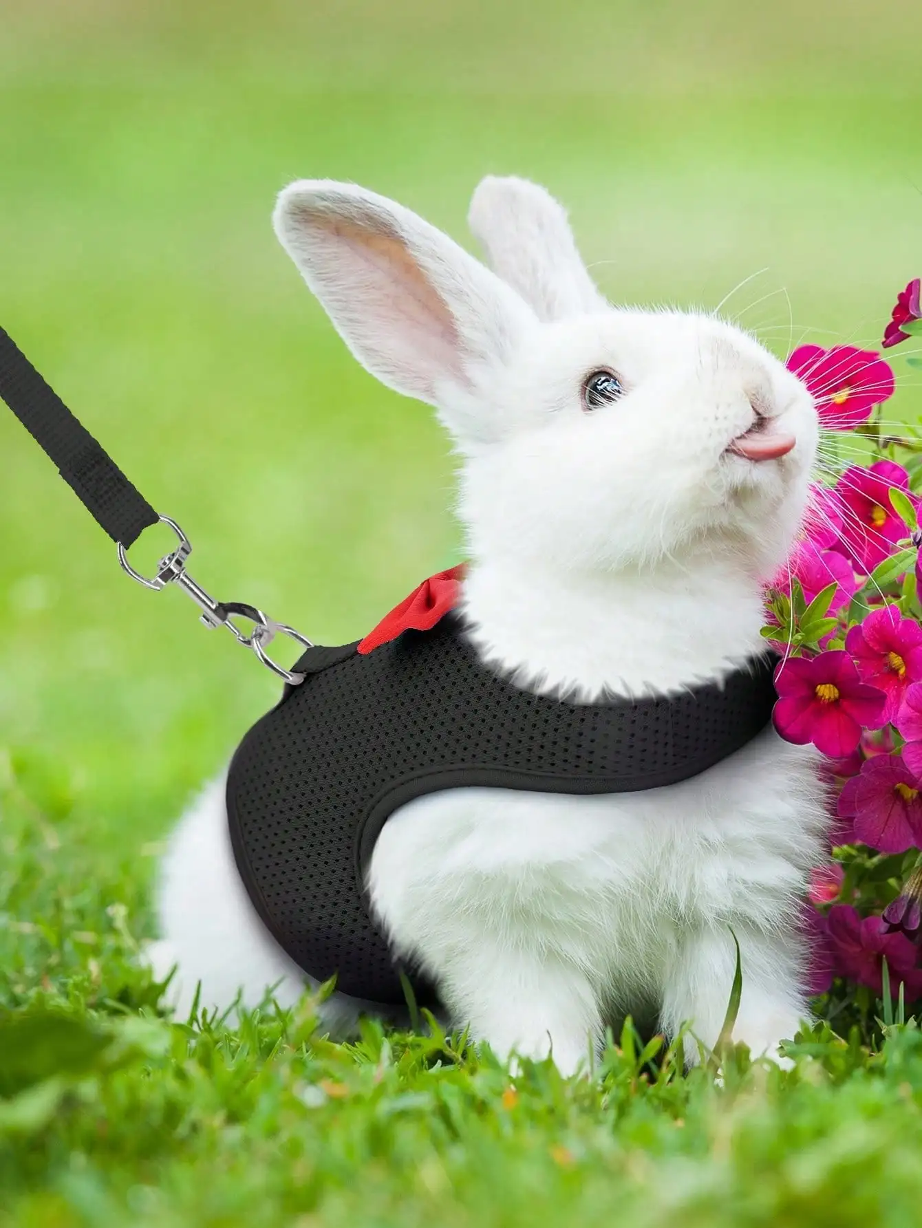 Adjustable Rabbit Harness with Leash, Mesh Breathable Harness and Leash for Rabbits, Hamsters 1005012033123269