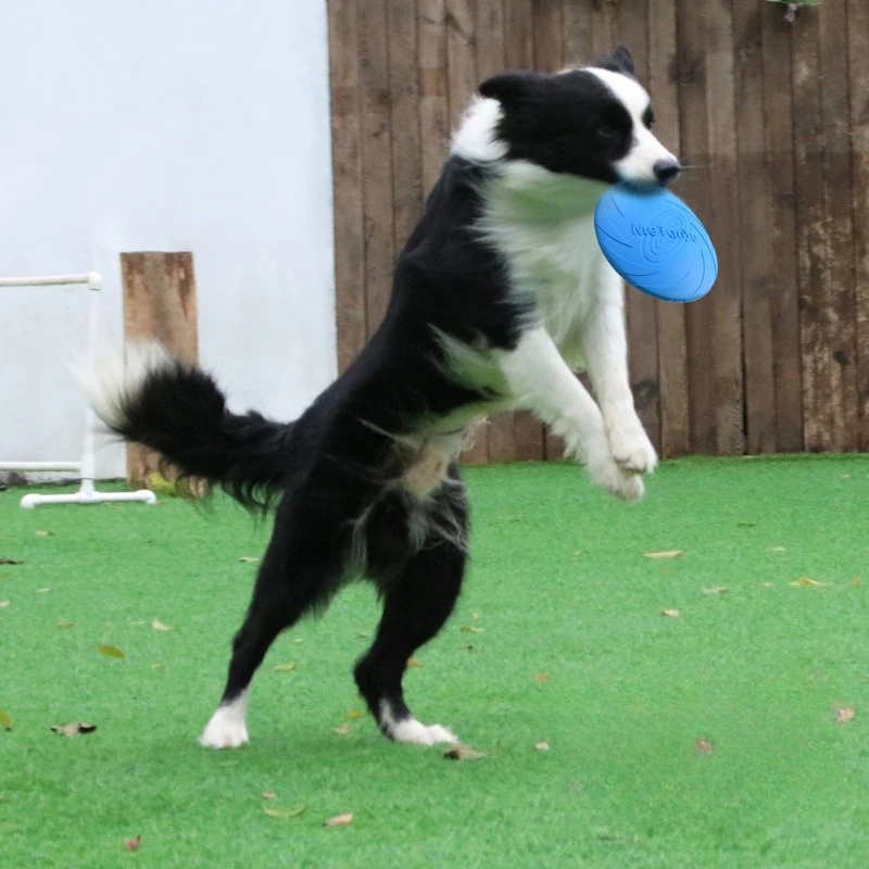 Dog Frisbee 1005012043008601